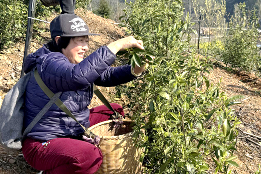 豐收桃源｜觀(guān)音寺鎮(zhèn)：荒山披新綠 春日采茶忙
